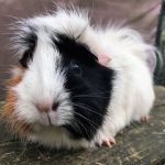 hannah guinea pig (3)