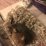adopted mice (2)
