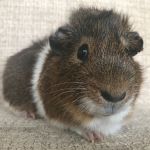 Kristoff guinea pig