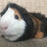 Sven guinea pig