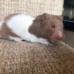 Jenny hamster (1)