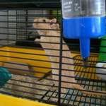 golden male gerbil rehoming