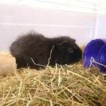 Batman guinea pig re-homing in Huddersfield