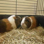 Maizie guinea pig and daughter