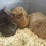 Daves rescue guinea pigs York