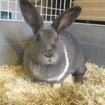 Tinkerbell Rabbit adoption Leeds