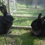 Ruth and Leon rabbit shelter