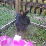 Esther rabbit