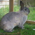 Maggie rabbit rescue Leeds