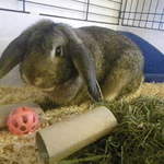 George Dwarf Lop Rabbit