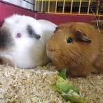 William and Christian rescue guinea pigs