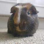 Philip guinea pig