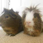Buzz and Elvis guinea pigs