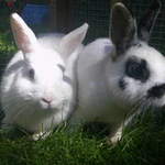 Adam and Sally Rabbit rescue shelter