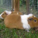 Bill and Ben Teddy guinea pig rescue