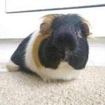 Charlotte guinea pig