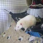 Jamie albino rescue rat