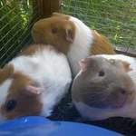Daisy Marigold Blossom guinea pig adoption