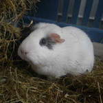 Minnie guinea pig