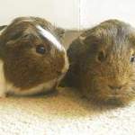 Scooby and Freddy guinea pigs