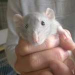 Grey baby dumbo rat