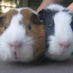 Choc and Chip Guinea pigs