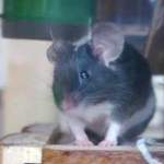 Darwin rescue mouse