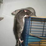 Kronos rescue rat Leeds