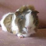 Dougal guinea pig adoption