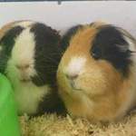 Zoe & Meg guinea pigs