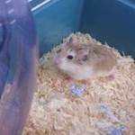 Kawaii hamster rehoming