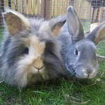 Clover Frank rabbits available for adoption