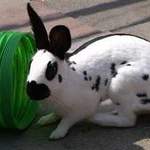 Gracie rabbit rescue shelter yorkshire