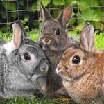 Stella Tilly Bambi dwarf rabbits adoption