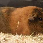 Ruby guinea pig adoption