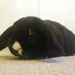 Leroy rabbit adoption