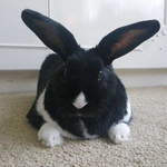 Joey rabbit adoption leeds