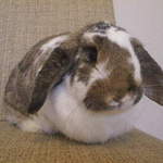 Benjy rabbit adoption Leeds