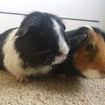 Sparkle and Percy guinea pigs