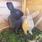 Brian and Christine rabbit adoption