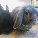 Harriet and Jeremy rabbit shelter