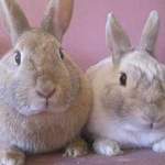 Abigail & Oliver rescue rabbits
