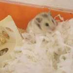 Matilda rescue hamster