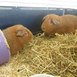 Isabelle & Amelie Guinea Pigs