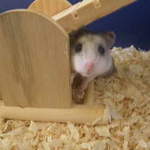 Chi Chinese Hamster