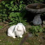 Mandy rabbit