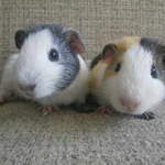 Ben and Joel guinea pigs
