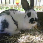Humphry English Cross rabbit