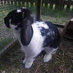 Penny rabbit