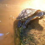 James yellow bellied slider turtle terrapin